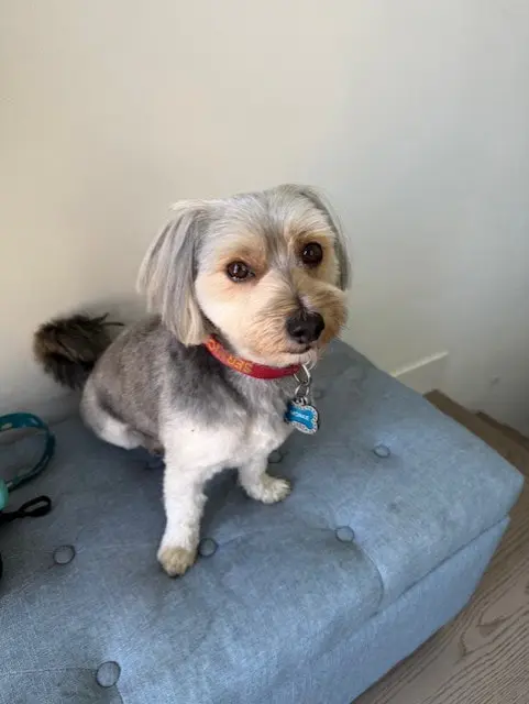 Morkie, Unilogik's Chief Morale Officer, sitting on a chair after a fresh grooming